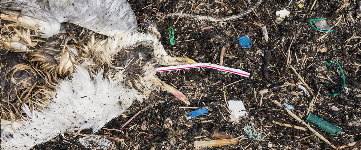 Ein elendiglich verendeter Wasservogel wurde obduziert. Sein Magen ist voller Plastikmüll.