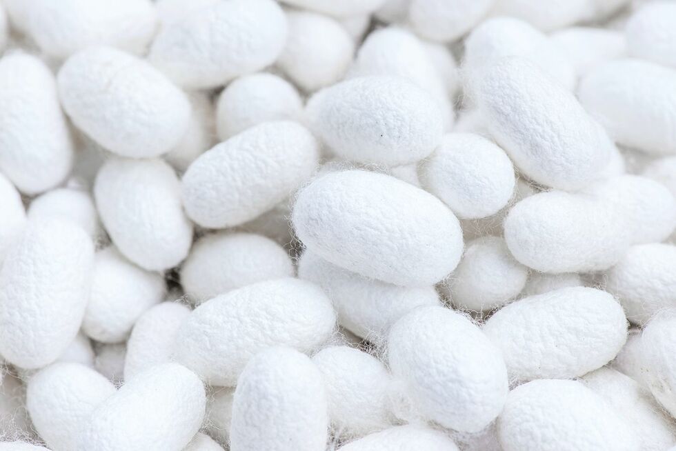 Silk cocoons