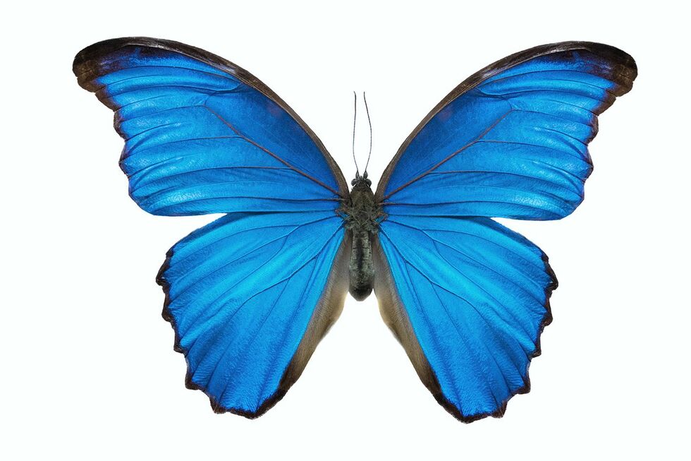 Fluturele Morpho albastru