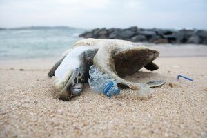 Eine Schildkröte deren Panzer von Plastik deformiert ist liegt am Strand.