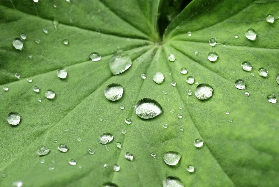 Abperlende Wassertropfen von HLPhoto - Adobe Stock Abperleffekt auf dem Lotusblatt